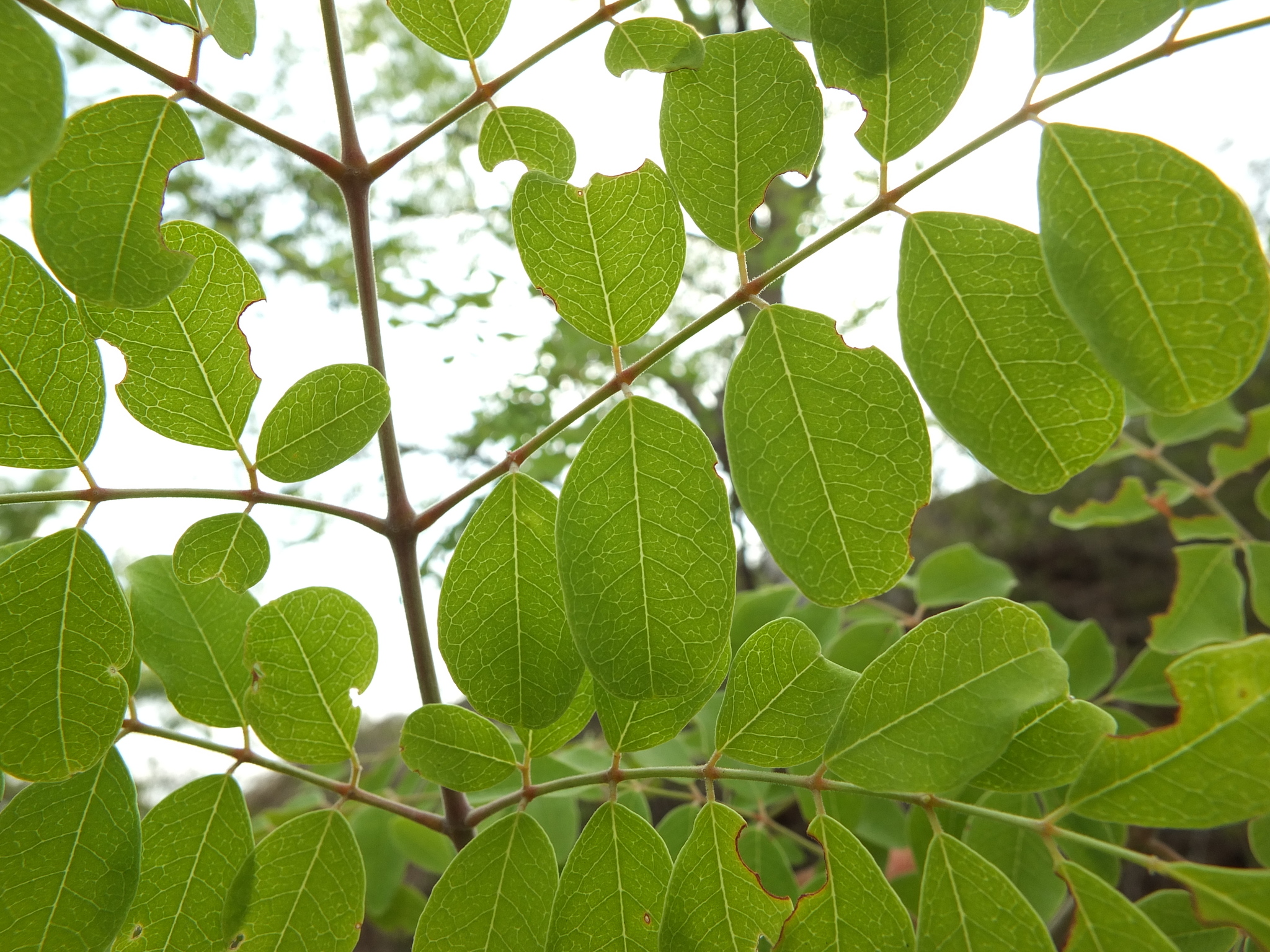 Bitter Drumstick Tree (Moringa concanensis)