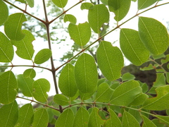 Moringa concanensis