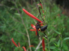 Euodynerus crypticus