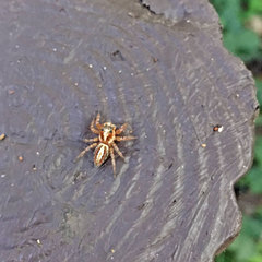 Plexippoides doenitzi