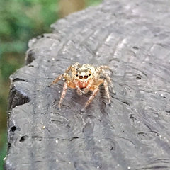 Plexippoides doenitzi