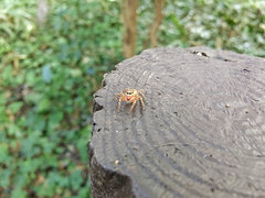 Plexippoides doenitzi