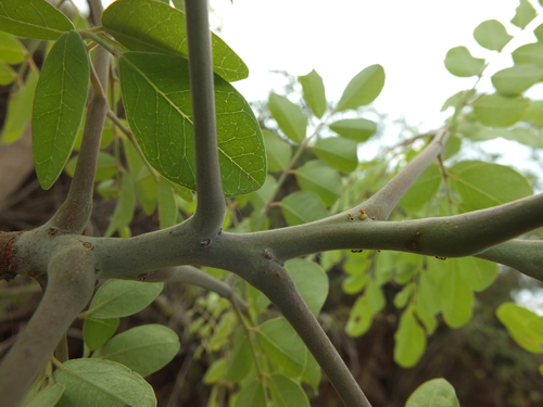 Moringa concanensis, photograph 1