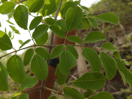 Moringa concanensis, photograph 2