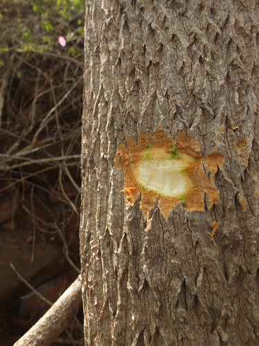 Moringa concanensis, photograph 3