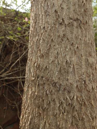 Moringa concanensis, photograph 4