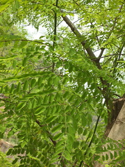 Moringa concanensis