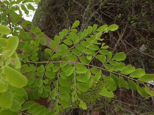 Image of Bitter Drumstick Tree (Moringa concanensis) by (c) Siddarth Machado, some rights reserved (CC BY)