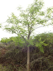 Moringa concanensis