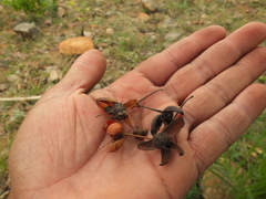 Ochna gamblei