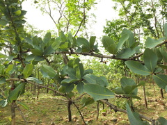 Ochna gamblei
