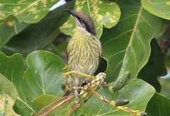 Gavicalis versicolor