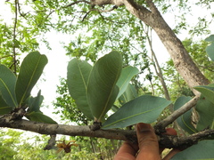 Ochna gamblei