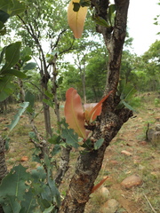 Ochna gamblei