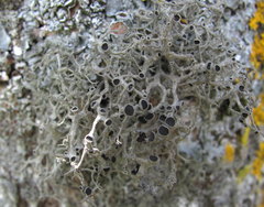 Tornabea scutellifera