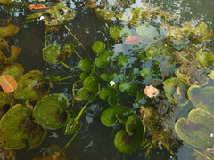 Ottelia alismoides