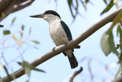 Todiramphus sordidus