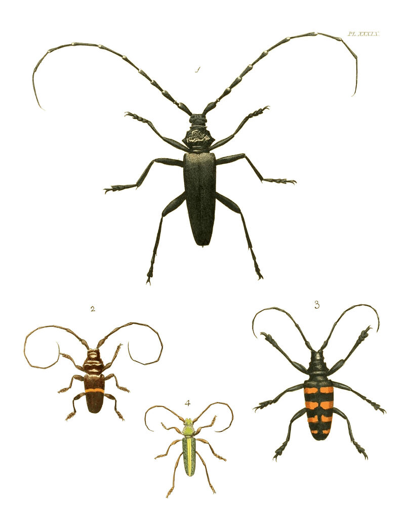 Chromalizus