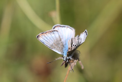 Polyommatus dolus