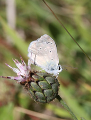 Polyommatus dolus