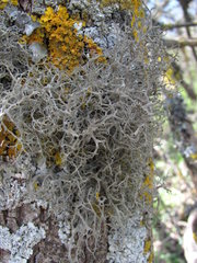 Tornabea scutellifera