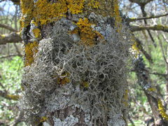 Tornabea scutellifera