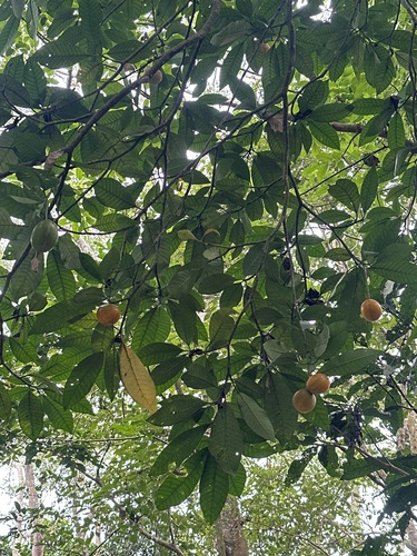 Tabernaemontana sphaerocarpa observed 2025-07-11