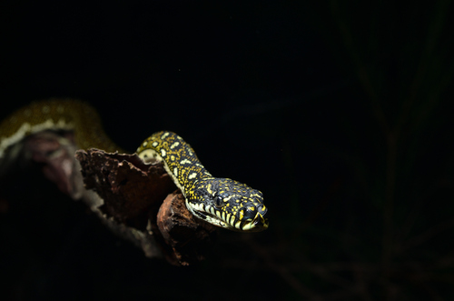 Diamond Python sighting