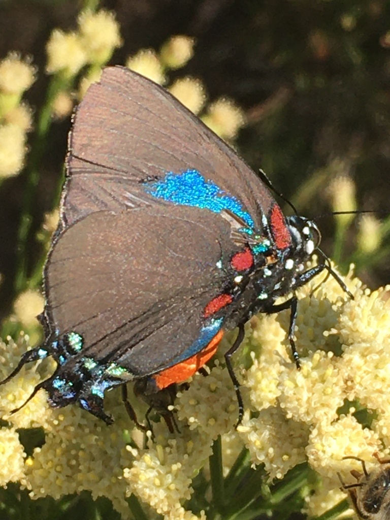 Atlides halesus (Great Purple Hairstreak) | California Species Project