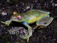 Ehrhardt's Snouted Treefrog photo 4