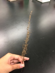 Sorghastrum