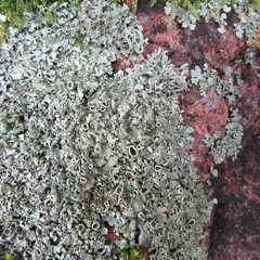 Xanthoparmelia stenophylla