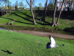 Columba livia domestica