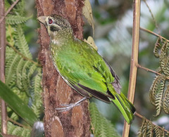 Ailuroedus maculosus