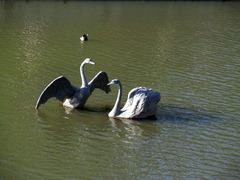 Anas platyrhynchos