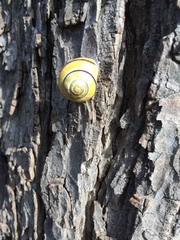 Cepaea nemoralis