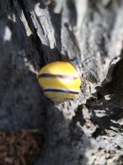 Cepaea nemoralis