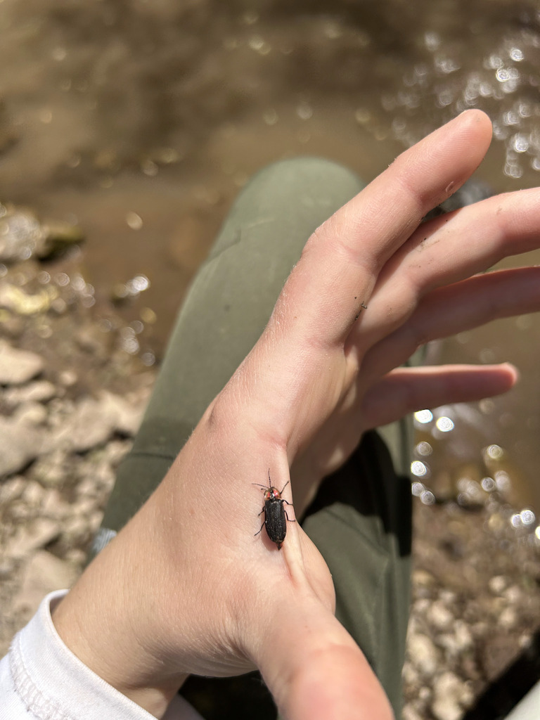 Spring Firefly Southwest spring firefly in June 2025 by aliciakr. Found at Bonita ...