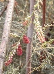 Tamarix tetragyna
