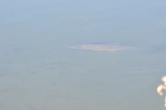 Ctenopharyngodon idella