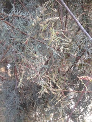 Tamarix tetragyna