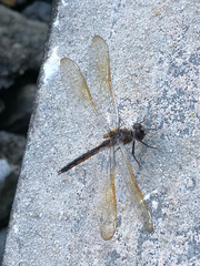 Brachymesia