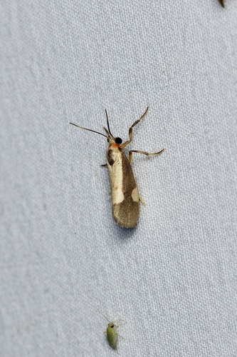 White-streaked Lichen Moth photo 3
