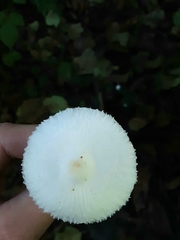 Lepiota sequoiarum