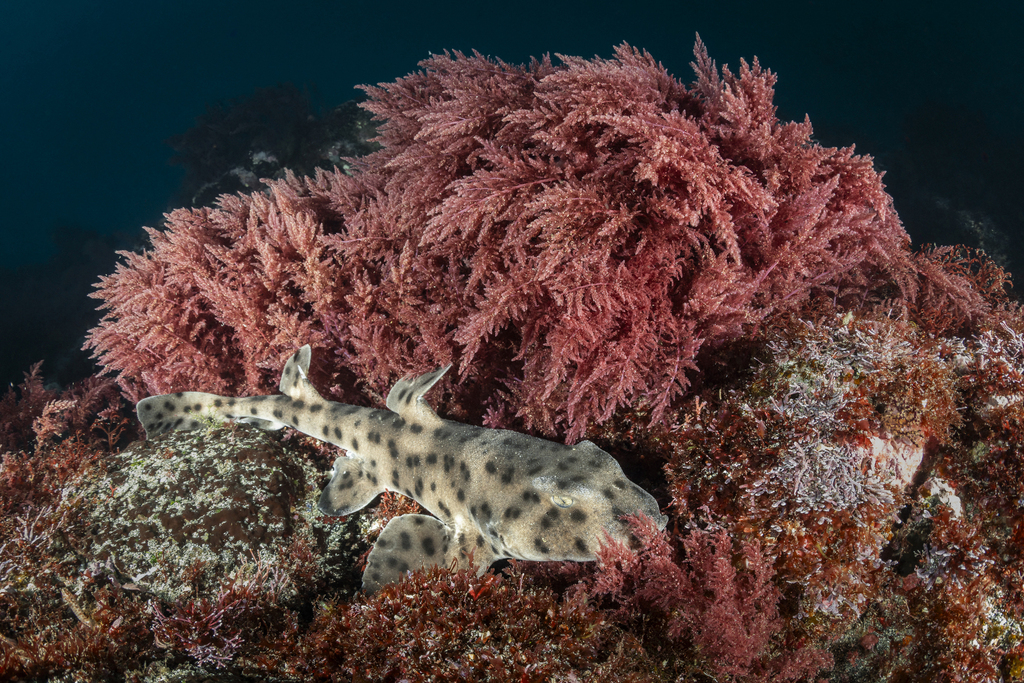 Galapagos bullhead shark (Heterodontus quoyi) — Heterodontidae