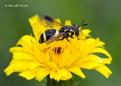 Chrysotoxum bicinctum