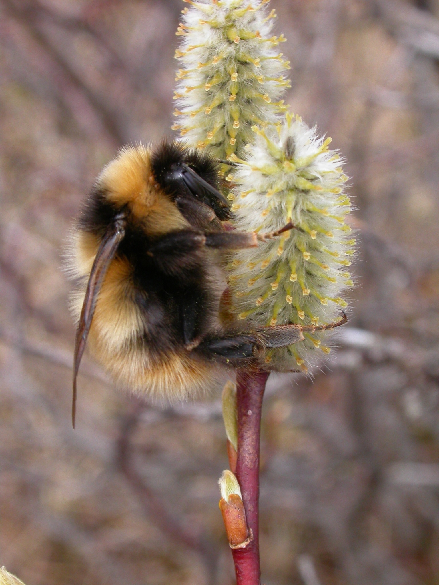 Polar Bumble Bee (Bombus polaris) · iNaturalist