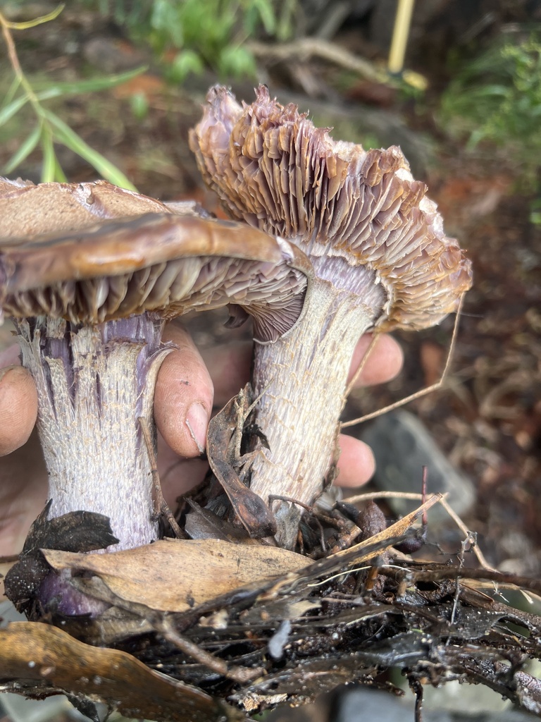 Collybia nuda · July 2025 · photo: © elapidwildlife (iNaturalist, cc-by)