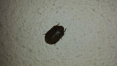 Eurygaster integriceps