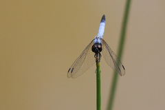 Aethriamanta gracilis